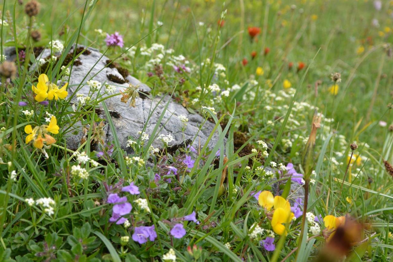 Gloesalm Apartamento Ramsau am Dachstein Exterior foto